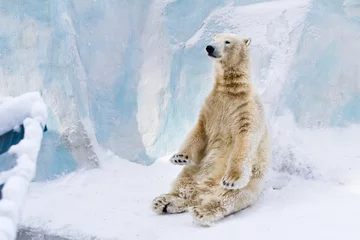 Fotobehang Jonge ijsbeer zitten. Zonnige dag © Peter Kirillov