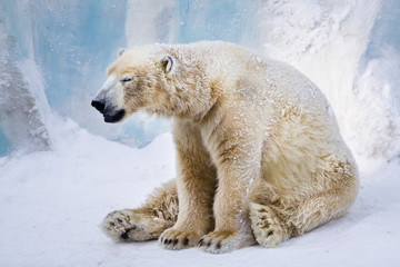 Tired polar bear yawning