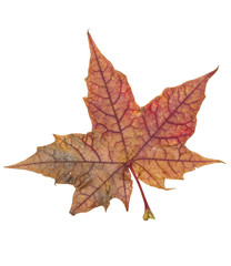 Naklejka na ściany i meble Autumn leaf