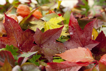 wet autumn leaves in background