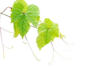 grape leaf isolated on white