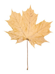 Autumn leaf