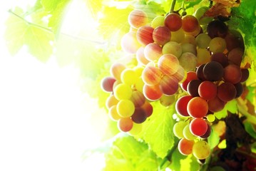 Close-up of a bunch of grapes on grapevine in vineyard.