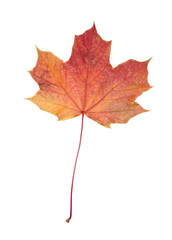 Autumn leaf