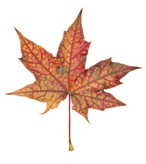 Autumn leaf
