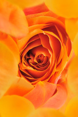 Rose background