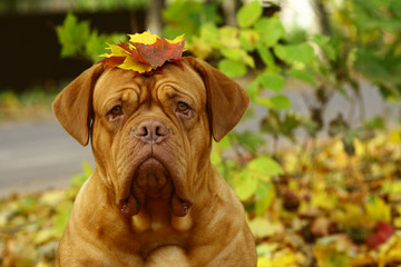 Portrait of a dog in autumn leaves.