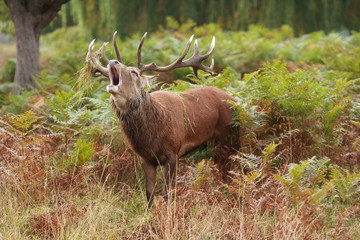 Majestic Stag braying Wild Red Deer