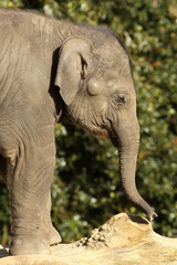 Naklejka premium Elephant