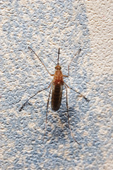 Mosquito on the wall.