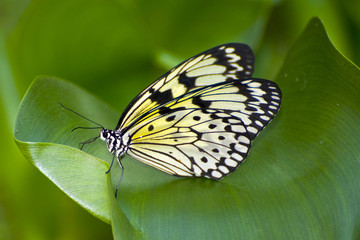 Papilio demoleus