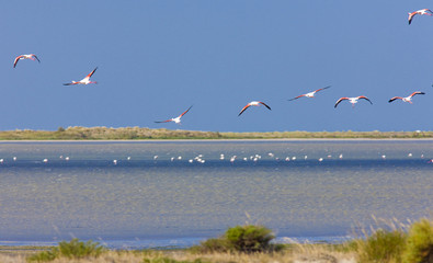 flamingos, Parc Regional de Camargue, Provence, France