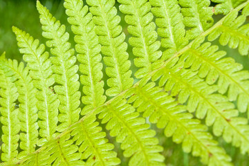 Green patterned leaf