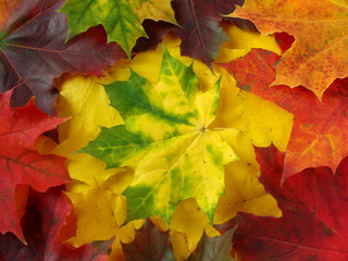 Naklejka na ściany i meble bright autumnal collection