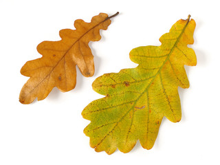 oak leaves