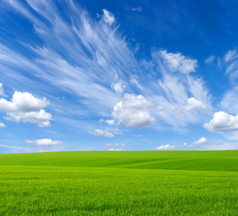 Obraz premium field and white clouds