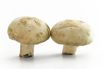 Two champignons standing upright