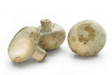 White champignons lying