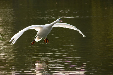 Schwan bei Landung1