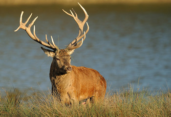 Red Deer