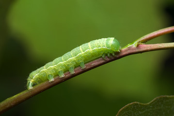 noctuid caterpillar