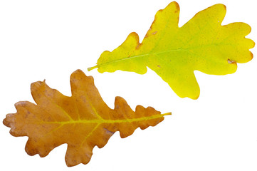 yellow autumn oak leaf over the white background