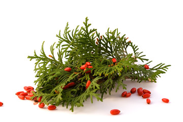 Thuja with barberry