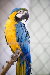Blue Yellow Macaw