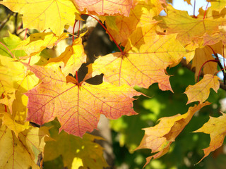 Herbstblätter