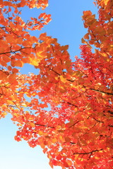 Herbstlaub in leuchtendem Rot, rote Blätter am Baum