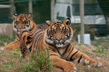Two Sumatran tigers, one is very relaxed but interested