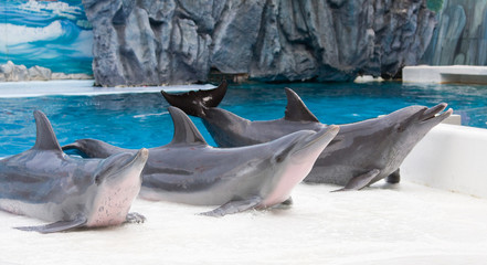 Dolphin