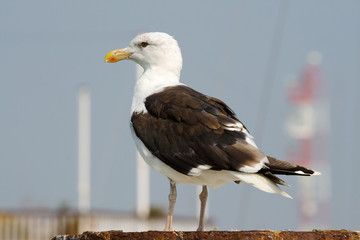 Great black-backed Gull © Jürgen Rekkers