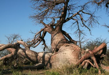 Cercles muraux Baobab Baobab tordu