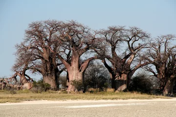 Abwaschbare Fototapete Baobab Baines Affenbrotbaum