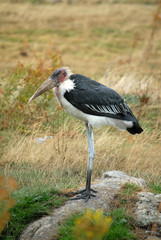 Marabú