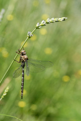 Libélula