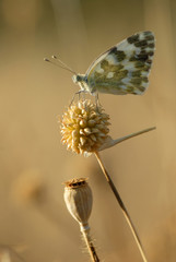 mariposa