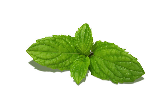 Mint