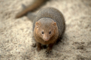 Mongoose