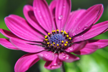 Obraz premium violette Chrysantheme