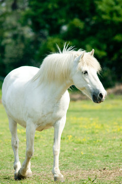 cavallo bianco