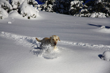 Dog and snow