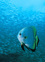 A batfish in front of a school of fish