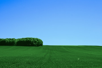 Champ vert et ciel bleu