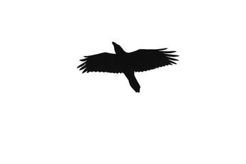 Fototapeta na wymiar crow