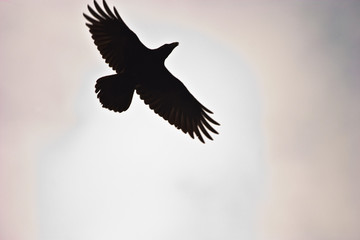Fototapeta premium crow