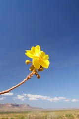 Yellow Flower in outback Australia