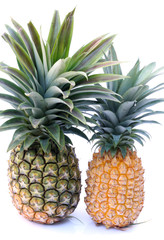 Obraz premium ananas victoria, maingard