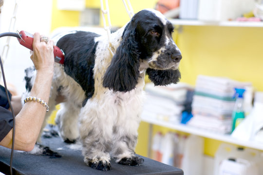tonte au salon de toilettage